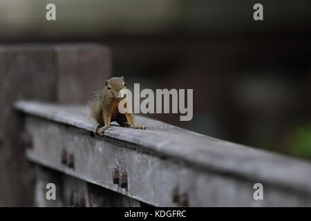 Eine einzelne wegerich Eichhörnchen in Sungei Buloh Wetland Nature Reserve in Singapur Stockfoto