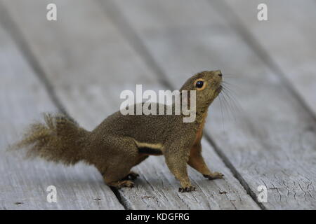 Eine einzelne wegerich Eichhörnchen in Sungei Buloh Wetland Nature Reserve in Singapur Stockfoto