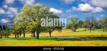 Wiese mit gelben Wildblumen, Eichen und Wolken. Bear Valley. Colusa County, Kalifornien Stockfoto