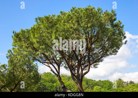 Italienische Pinie (Pinus pinea) Stockfoto