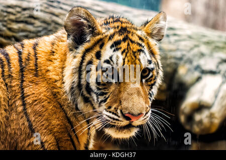 Süße Tiger Cub unter einer leichten stehende Dusche von Wasser. Stockfoto