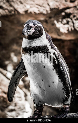 Kleiner Humboldt-Pinguin posiert auf einem Felsen im örtlichen Zoo. Stockfoto