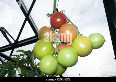 Reifung Gewächshaus "Cristal" Tomaten Stockfoto