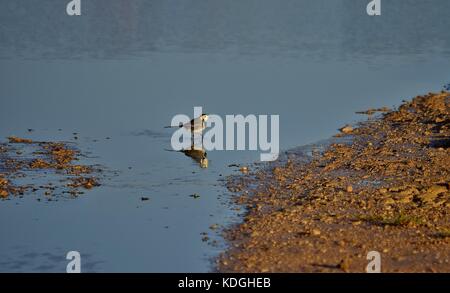 Bachstelze, Motacilla alba, grauen und weißen Vogel, Wandern am Wasser in flachen Pool, und führen Sie jeden Schritt sorgfältig platzieren. widerspiegeln, wie es Spaziergänge in Richtung Schlamm Stockfoto