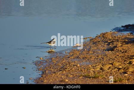 Bachstelze, Motacilla alba, grauen und weißen Vogel, Wandern am Wasser in flachen Pool, und führen Sie jeden Schritt sorgfältig platzieren. widerspiegeln, wie es Spaziergänge in Richtung Schlamm Stockfoto