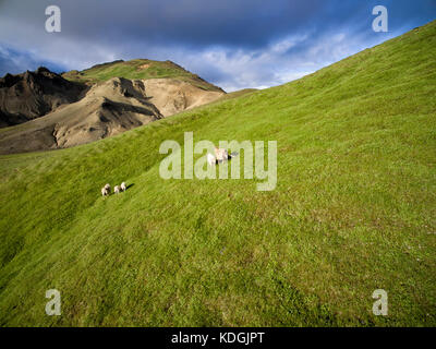 Isländische Schafe im Sommer auf der Weide in einigen abgelegenen Hochland Berge Felder, grüne Gras auf dem Hügel und kargen Boden im Hintergrund Stockfoto