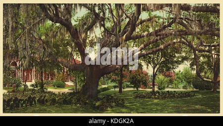 Alte Eiche in Tampa Bay Hotel lccn 2008678170 Stockfoto