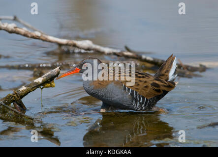 Wasserralle (Rallus Aquaticus) auf Platamona Teich, Sardinien Stockfoto