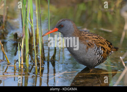 Wasserralle (Rallus Aquaticus) auf Platamona Teich, Sardinien Stockfoto