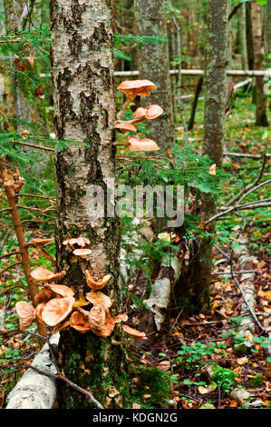 Große Pilze Honig agaric wächst an einem Baum Stockfoto