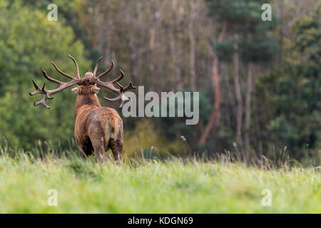 Red Deer stag brüllt am Anfang der Furche Saison. Auch genannt "Cervus elaphus-scoticus' mit Multi tined großen Geweih jährlich auf Männer gewachsen. Stockfoto