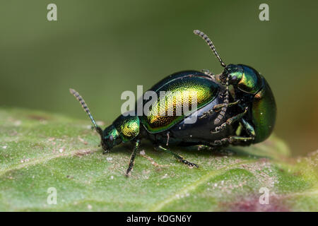 Paar passenden grünen Dock Käfer (Gastrophysa viridula) auf dem Dock leaf. Tipperary, Irland Stockfoto