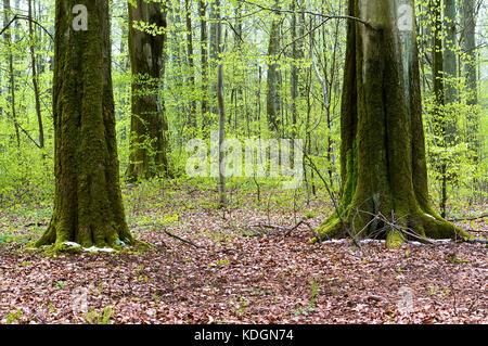 Baumstämme mit Moos im Wald bedeckt Stockfoto