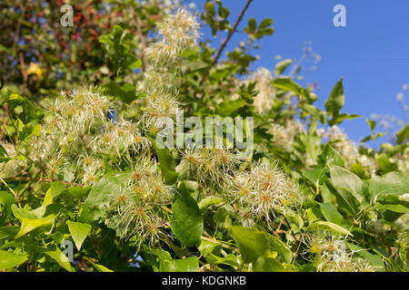 Traveller's Freude, Herbst Stockfoto