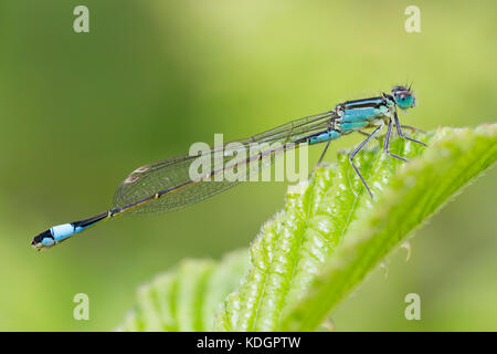 Blau-tailed Damselfly - Ischnura elegans Stockfoto