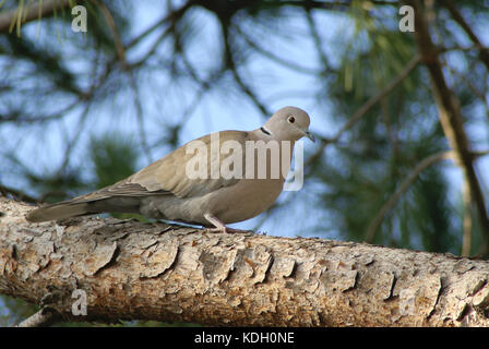 Eurasian collared Dove, der in einem Baum. Standort Französische Riviera Stockfoto