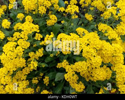 Federbuchse besetzt mit kleinen gelben Blumen unter grünen Blättern Stockfoto