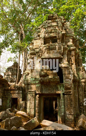 Ruinen der alten Khmer Tempel Ta Prohm Stockfoto