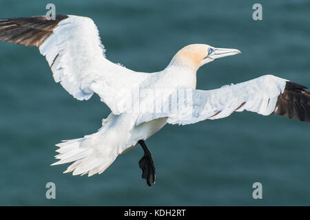 Gannett rasant über das Meer bei Bempton Cliffs, Yorkshire Stockfoto