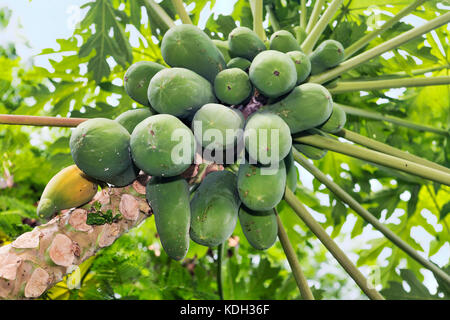 Viele organische Papaya am Baum Stockfoto