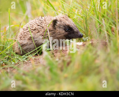 Ein wilder Junge Igel (Erinaceus europaeus) auf der Suche nach der Nahrung sind, Norfolk Stockfoto