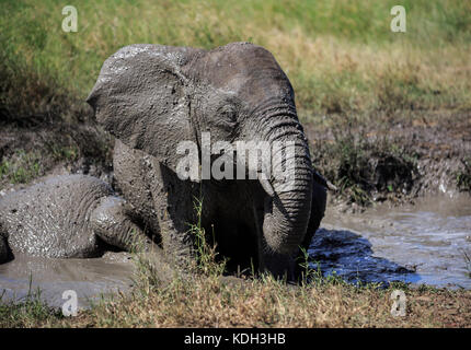 Ein afrikanischer Elefant in ein Schlammbad Stockfoto