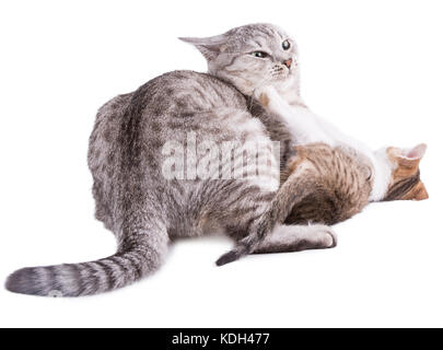 Lustige gestreifte graue Katze spielt mit dem mit Beschneidungspfad isolierten Kätzchen Stockfoto