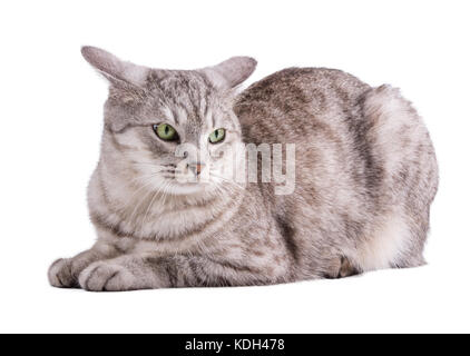 Lustige gestreifte graue Katze isoliert mit Beschneidungspfad Stockfoto