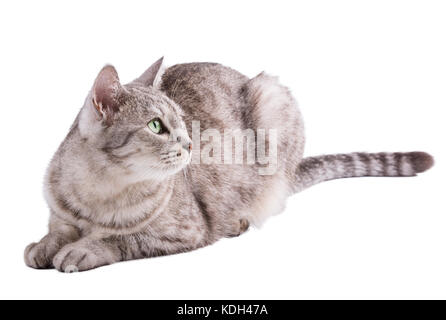 Lustige gestreifte graue Katze isoliert mit Beschneidungspfad Stockfoto