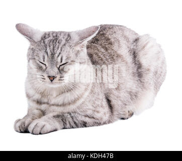 Lustige gestreifte graue Katze isoliert mit Beschneidungspfad Stockfoto