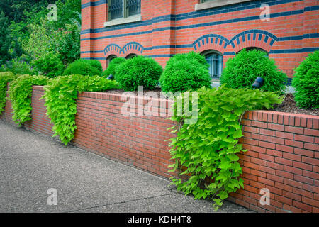 Efeu klettert die roten Backsteinmauern Umgebung des Smithsonian Kunst und Industrie Gebäude in Washington, DC, USA Stockfoto