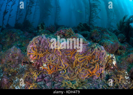 Bunte brittlestars klammern sich an die felsigen Meeresboden in einer versenkten Kelp forest in der Nähe der Kanalinseln in Kalifornien. Stockfoto