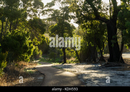 Wander- und Radweg von der australischen Bäume in Margaret River umgeben Stockfoto