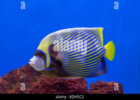 Kaiser Angelfish, pomacanthus Imperator im Aquarium in Aberdeen, Hong Kong, China Stockfoto