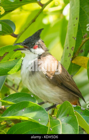 Rot-whiskered Bulbul, pycnonotus jocosus an Feuchtgebiete, New Territories, Hong Kong, China Stockfoto