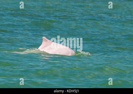 Rosa Delfin, Sousa chinensis auf das Fischerdorf Tai O, Lantau Island, Hongkong, China Stockfoto