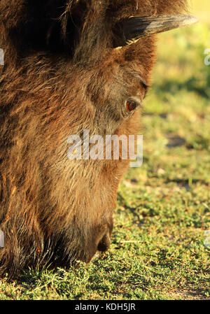 Ein portrat eines amerikanischen Bison Fütterung auf einer Wiese. Stockfoto