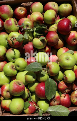 Eine boxful frisch gepflückt Erbe Äpfel aus einem 100 Jahre alten Obstgarten auf der Oberseite des Palomar Mountain in Kalifornien; die Äpfel ging an die Apple Festival Stockfoto