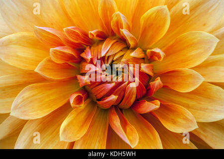 Orange Dahlie "krakatoa", die Blume in der Nähe Stockfoto