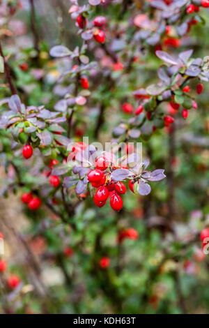 Berberis thunbergii 'Rose Raket', roten Beeren im Herbst Stockfoto