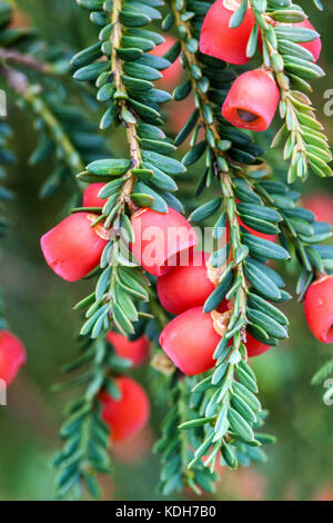 Taxus baccata ' Adpressa ', Eibenkegel, rote Eibenbeeren, Kegelfrüchte Stockfoto