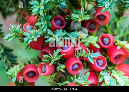 Taxus baccata " Adpressa", Eibenzapfen, rote Beeren, winzige Nadelzapfen Früchte Stockfoto