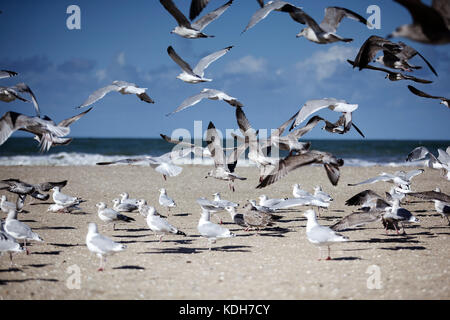 Gruppe von viele Möwen am leeren Strand in der Normandie im Herbst Stockfoto