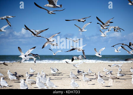 Gruppe von viele Möwen am leeren Strand in der Normandie im Herbst Stockfoto