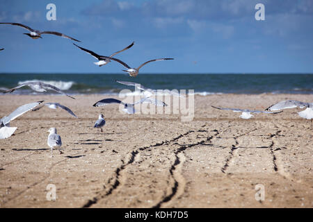 Gruppe von viele Möwen am leeren Strand in der Normandie im Herbst Stockfoto