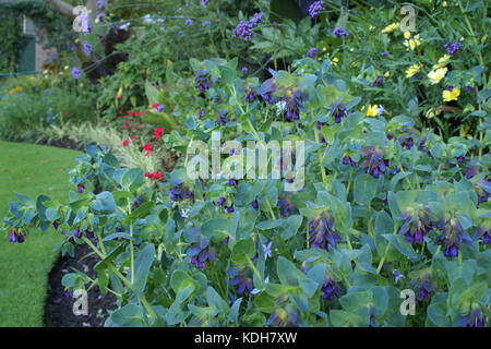 Cerinthe major var. purpurascens Stockfoto