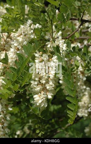 Robinie - Robinie (Robinia Pseudacacia - Robinia Pseudoacacia) blühen im Frühling Stockfoto