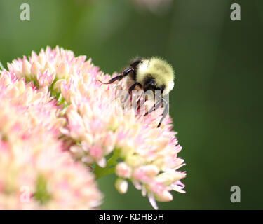 Nahaufnahme von Bumble Bee Pollen sammeln Bei der Arbeit auf einem hübschen rosa Sedum blühende Pflanze Stockfoto