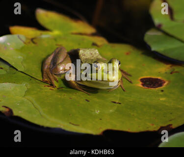 Nahaufnahme eines Bullfrog auf einer schwimmenden lily Pad Stockfoto