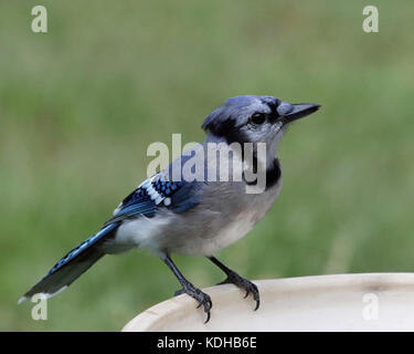 Blue Jay (cyanocitta cristata) am Rande einer Vogeltränke in Rhode Island Stockfoto